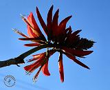 Flame Tree 9M68D-21